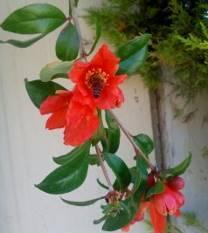 Φέρει φύλλα ωοειδή και δερματώδη που φύονται αντίθετα. Τα άνθη έχουν ένα εντυπωσιακό κόκκινο χρώμα (Εικ.