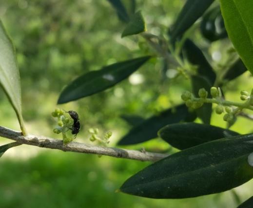Oleaceae) Η αρχή της καλλιέργειας της Ελιάς εντοπίζεται στα αρχαία χρόνια και είναι το πιο αντιπροσωπευτικό φυτό της Μεσογείου.