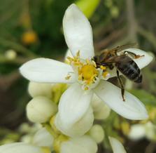 Μελισσοκομικά Φυτά στην Περιοχή του ΤΕΙ Κρήτης Εικόνα 92.