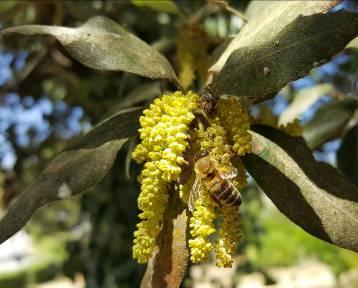Η περίοδος άνθισης είναι Απρίλιο-Μάιο (Παπιομύτογλου, 2006) και παρέχει στις μέλισσες τροφή με τη γύρη του (Δρίμτζιας, 2004).