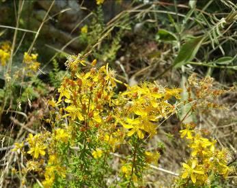 Μελισσοκομικά Φυτά στην Περιοχή του ΤΕΙ Κρήτης Εικόνα 103. Ανθισμένο υπέρικο (αριστερά) και γυρεόκοκκοι (δεξιά). Λαδανιά (Cistus creticus, Οικ.