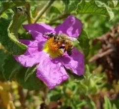 Αποτελεί καλοκαιρινό μελισσοκομικό φυτό, αφού ανθίζει όλους τους καλοκαιρινούς μήνες (Σκρουμπής, 1998) και παρέχει άφθονη γύρη (Δρίμτζιας, 2004).