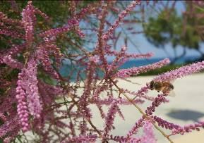 Η περίοδος άνθισης είναι την άνοιξη, συγκεκριμένα Μάρτιο έως Απρίλιο, όπου οι μέλισσες τρέφονται με το νέκταρ αλλά και τη γύρη των