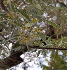 Μελισσοκομικά Φυτά στην Περιοχή του ΤΕΙ Κρήτης άνθη είναι κίτρινα (Εικ. 111) και αρωματικά, τα οποία ανθίζουν τον Μάιο έως τον Ιούνιο (Σφήκας, 1999).