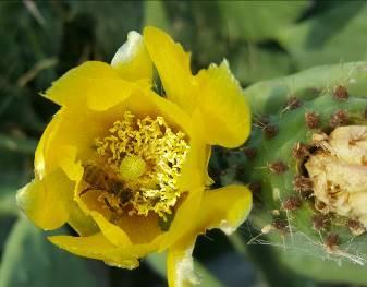 Γκανάσου Στέλλα Εικόνα 117. Μέλισσα σε άνθος φραγκοσυκιάς (αριστερά) και γυρεόκοκκοι (δεξιά).