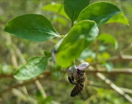 Μελισσοκομικά Φυτά στην Περιοχή