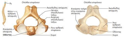 αναβολέας