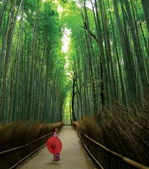 7 Bamboo Forest Osaka Hakone Mount Fyji Ανανεωμένο πρόγραμμα με αξιοθέατα & βιωματικές εμπειρίες από την Ιαπωνική κουλτούρα ΟΣΑΚΑ - NARA - ΚΙΟΤΟ - BAMBOO FOREST - OTAGI NENBUTSU - HAKONE - HOTSPRINGS