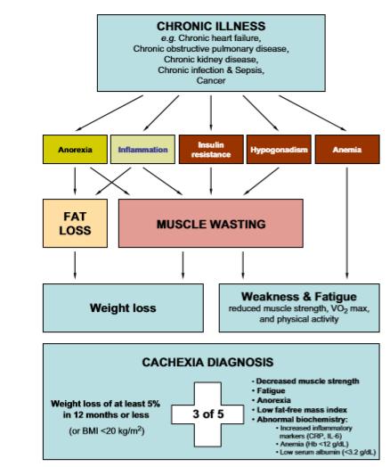 Obesity and Heart