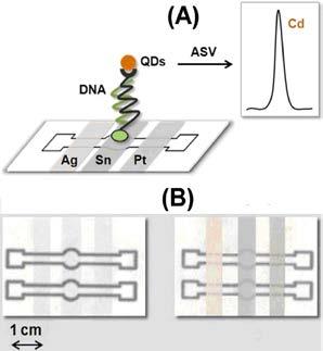 Σχήμα 3. (A) Σχηματικό διάγραμμα ανίχνευσης DNA σε αισθητήρα χάρτου, και (B) φωτογραφίες των δύο όψεων του αισθητήρα (από αναφορά 17 κατόπιν αδείας). του αναλύτη με κβαντικές κουκίδες CdSe/ZnS.