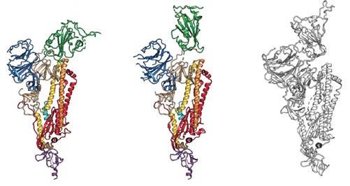 Επικαιρότητα Εικόνα 2. Η δομή της γλυκοπρωτεΐνης S του SARS-CoV-2, όπως ταυτοποιήθηκε από κρυο-ηλεκτρονική μικροσκοπία. Με πράσινο χρωματίζεται η περιοχή πρόσδεσής του στα ανθρώπινα κύτταρα.