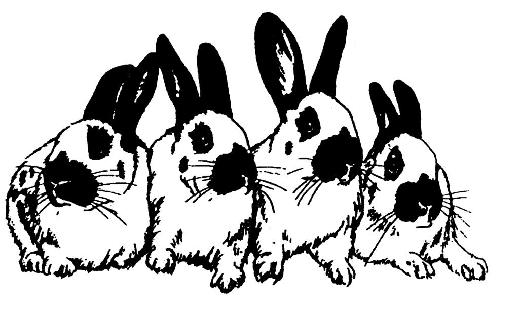 Seite 12 Eibauer Anzeiger 01.11.2010 Vereinsmitteilungen Kaninchenzüchterverein Eibau e.v. Der Kaninchenzüchterverein lädt ein Unser Kaninchenzüchterverein führt seine diesjährige Lokalschau traditionsgemäß am 06.