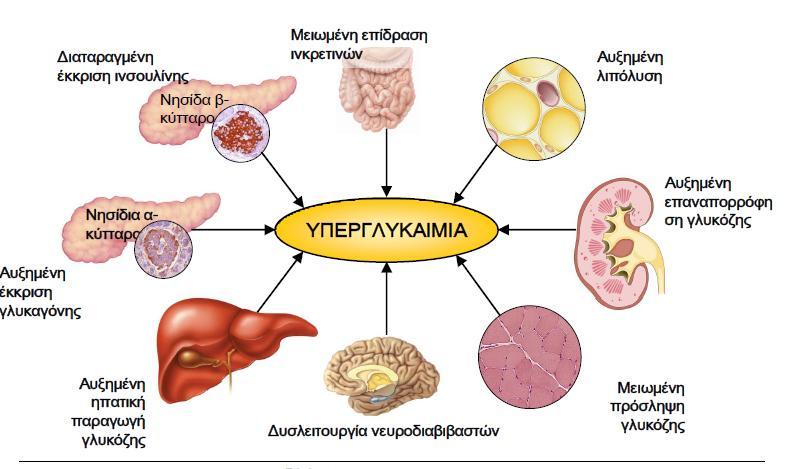 Σχήμα 2β: Απεικόνιση της οχτάδας των παθοφυσιολογικών διαταραχών που συντελούν στην υπεργλυκαιμία στον ΣΔ2 [15] 1) Διαταραχή της λειτουργίας των β- κυττάρων και α- κυττάρων Φυσιολογικά η ινσουλίνη