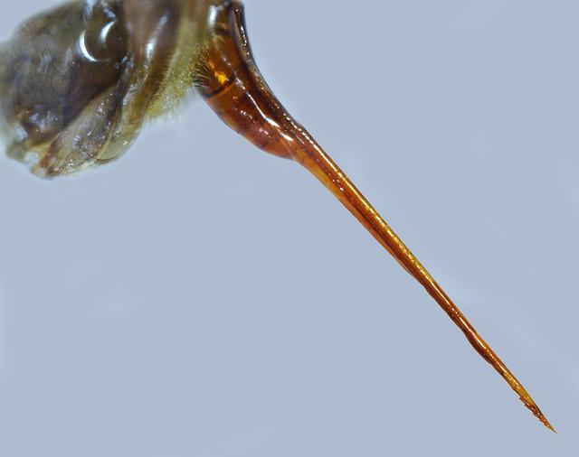 5 mm, στις σφήκες 2.6-2.