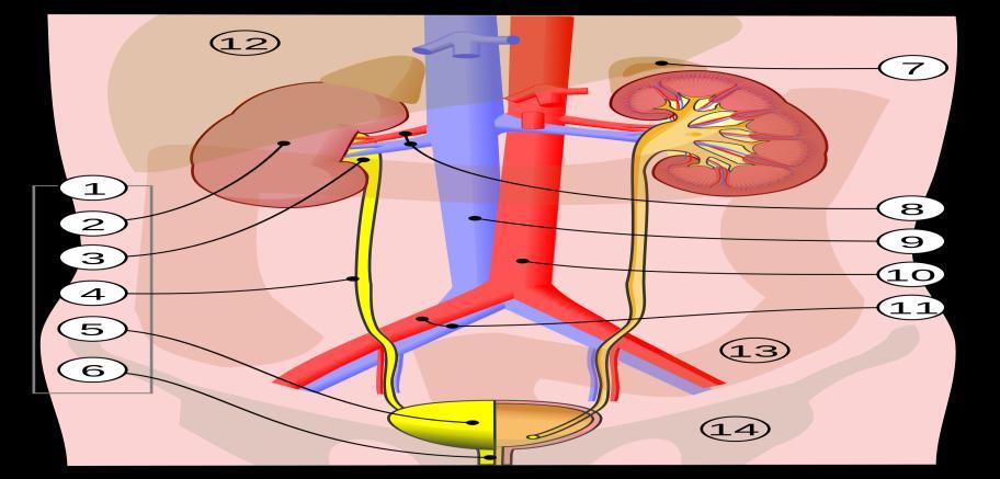 Ε 1 Urinary system 2 Kidney 3 Renal pelvis 4 Ureter 5 Urinary bladder 6 Urethra (Left side with frontal section) 7 Adrenal gland 8 Renal Artery and vein 9 Inferior vena cava 10
