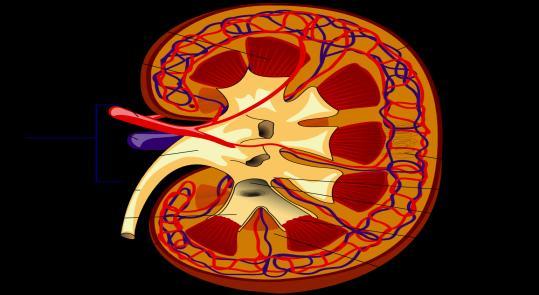 O A H E ' 1 1 Renal pyramid Ε 2 Interlobular artery 3 Renal artery 4