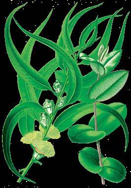 ΕΥΚΆΛΥΠΤΟΣ Eucalyptus globulus Φύλλα: Έμμισχα, τοξοειδή, πράσινα Άνθη: Ασπροπράσινα Βλαστός: Λείος, κυανόγκριζου χρώματος Περιγραφή: Αειθαλές δέντρο, με μέγιστο ύψος 100 μέτρα.