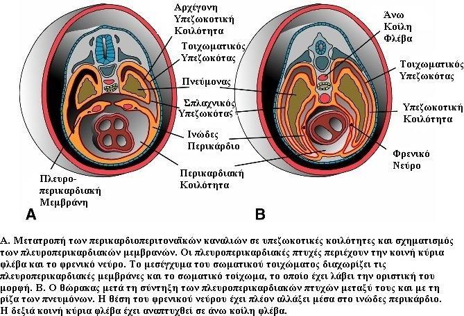 Εικόνα 3. Δημιουργία υπεζωκοτικών κοιλοτήτων. (Sadler TW.