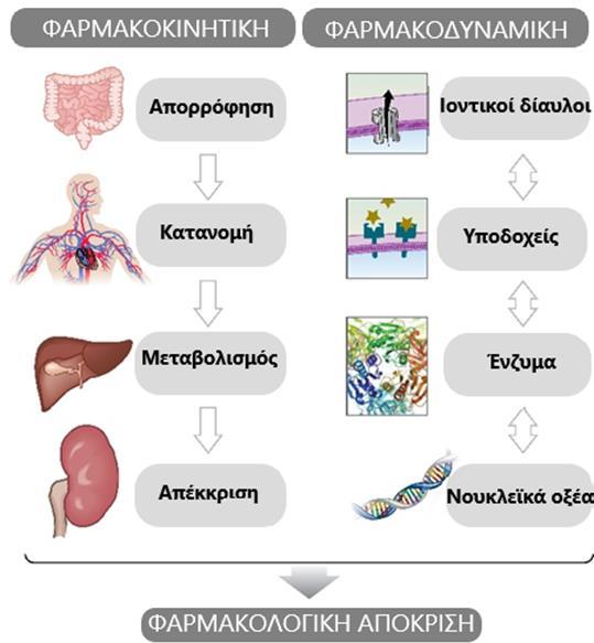Εικόνα 2. Φαρμακοκινητικοί και φαρμακοδυναμικοί παράγοντες.