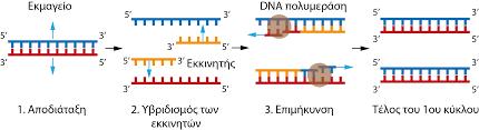 αρχικό DNA ενισχύεται εκθετικά (133,134). Τα στάδια της αντίδρασης της PCR παρουσιάζονται συνοπτικά στην παρακάτω εικόνα. Εικόνα 9. Απεικόνιση των σταδίων της αντίδρασης PCR 2.