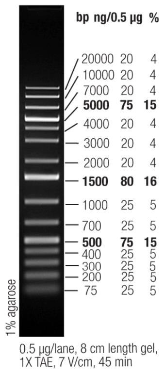 Εικόνα 11. GeneRuler 1 kb DNA Ladder της εταιρείας Thermo Scientific. 2.