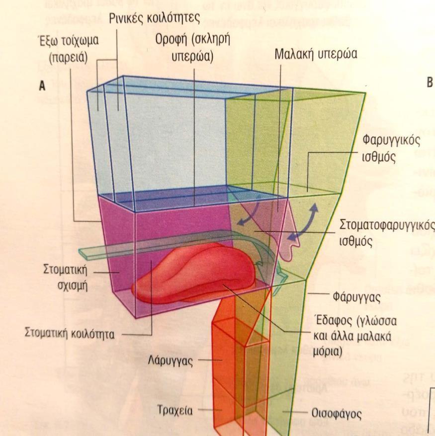 Εικόνα 1.4 Στοματική Κοιλότητα (Richard L. Drake, Wayne Vogl, Adam W. M. Mitchell, 2006).