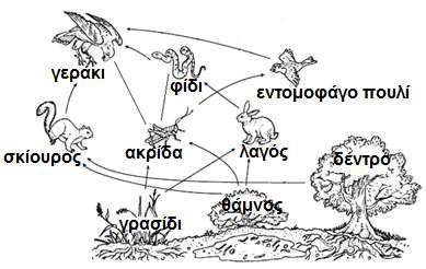 1. Σας δίνεται το ακόλουθο τροφικό πλέγμα. α) Να τοποθετήσετε τους οργανισμούς του πιο πάνω τροφικού πλέγματος στη σωστή θέση στην οικολογική πυραμίδα που ακολουθεί.