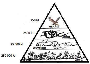 2.α) Στις πιο κάτω εικόνες φαίνονται δύο οικολογικές πυραμίδες ενός οικοσυστήματος. Να ονομάσετε το είδος της καθεμιάς οικολογικής πυραμίδας. Α.