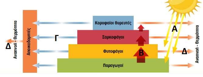 Η ροή της ενέργειας στα οικοσυστήματα Α. Πρωταρχική πηγή ενέργειας στα οικοσυστήματα είναι ο ήλιος. Μέρος της φωτεινής ενέργειας του ήλιου δεσμεύεται από τους παραγωγούς κατά τη φωτοσύνθεση.