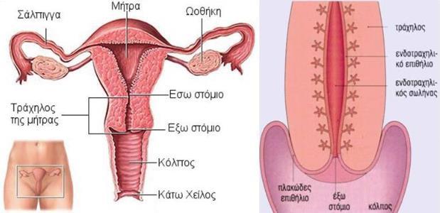 βρεθούν μπλοκαρισμένα εντός της βλέννης δυναμώνοντας περαιτέρω το φραγμό και προσθέτοντας βακτηριδιακή συμμετοχή στη βλέννη (Αντσακλής, 2008).