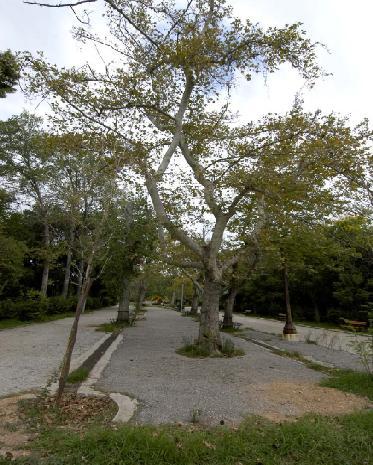 10: Πλατάνια πριν την ανάπλαση. Πηγή: Ανάπλαση Πεδίο του Άρεως Παρασκευοπούλου Σ.