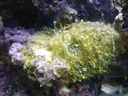 Σχήμα 8: Zebra Mussel Είναι όμως ορατοί και άμεσοι κίνδυνοι για την ανθρώπινη υγεία από την μεταφορά των υδρόβιων χωροκατακτητικών οργανισμών.