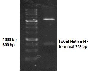 ΑΠΟΤΕΛΕΣΜΑΤΑ 3. Παραγωγή και καθαρισμός της FoCel61 Native N Terminal 3.1. Ενίσχυση ακολουθίας, κλωνοποίηση σε πλασμιδιακούς φορείς και μετασχηματισμός επιδεκτικών κυττάρων P.