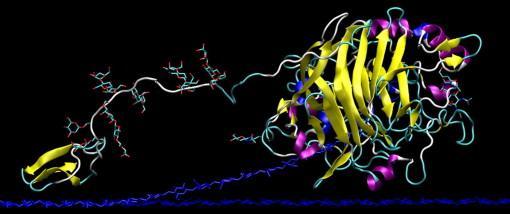ΘΕΩΡΗΤΙΚΟ ΜΕΡΟΣ II. III. Οι έξω 1,4 β γλουκανάσες, οι οποίες επιτίθενται είτε στο αναγωγικό είτε στο μη αναγωγικό άκρο του πολυμερούς της κυτταρίνης, απελευθερώνοντας μόρια κελλοβιόζης.