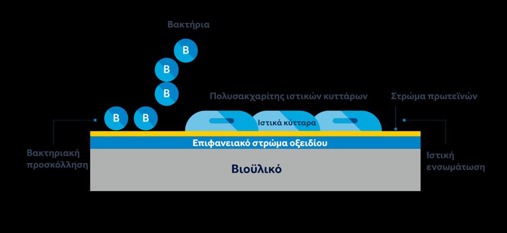 ΥΔΡΟΦΙΛΙΚΟΤΗΤΑ ΚΑΙ ΚΥΤΤΑΡΙΚΗ ΠΡΟΣΔΕΣΗ 16 ΤΟ ΠΡΩΤΟ ΠΟΥ ΦΤΑΝΕΙ ΣΤΗΝ ΕΠΙΦΑΝΕΙΑ ΕΧΕΙ ΕΝΑ