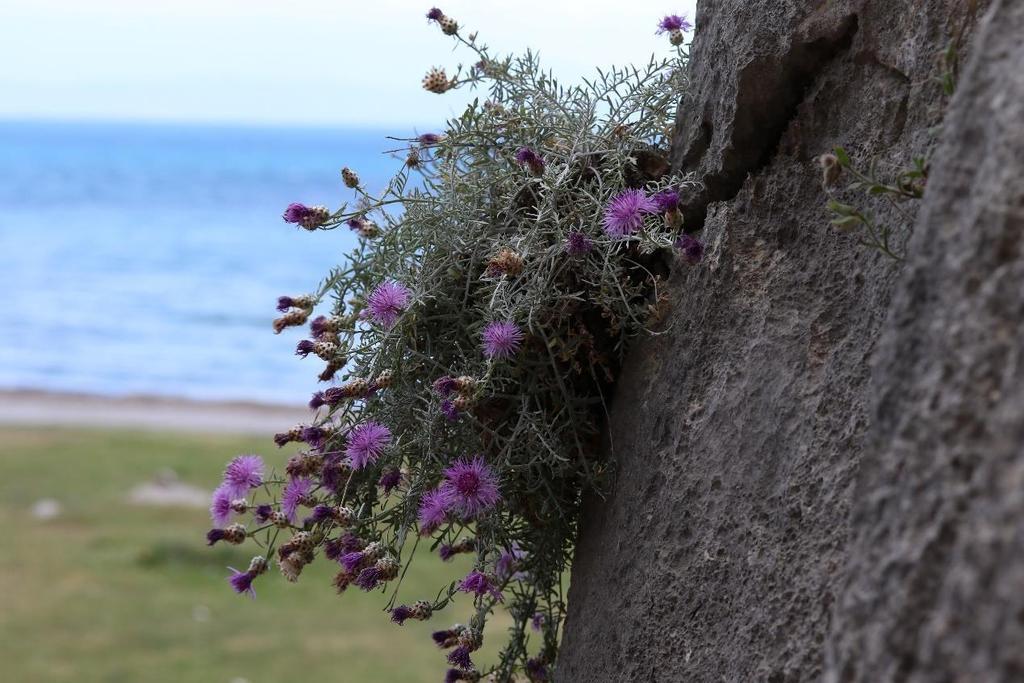 Centaurea heldreichii Halácsy Η Centaurea heldreichii (Εικόνα 8) είναι ένα τοπικό στενοενδημικό της Ελλάδας, το οποίο είναι γνωστό από μια μόνο θέση: το όρος Βαράσοβα του νομού Αιτωλοακαρνανίας.