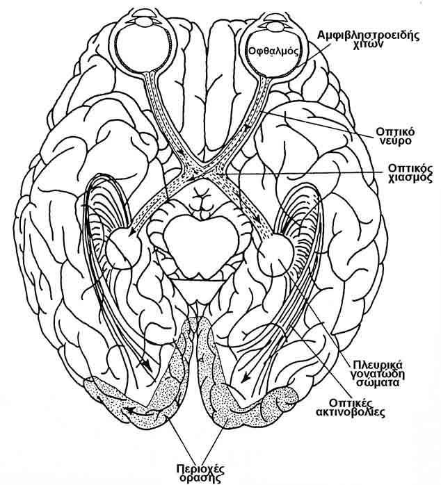 Λειτουργία της Όρασης και Ανατομία του Ανθρώπινου Οφθαλμού Η επισταμένη ανάλυση της πληροφορίας, κατά μήκος του πολύπλοκου νευρικού δικτύου, μεταξύ του κεντρικού τμήματος του αμφιβληστροειδούς και