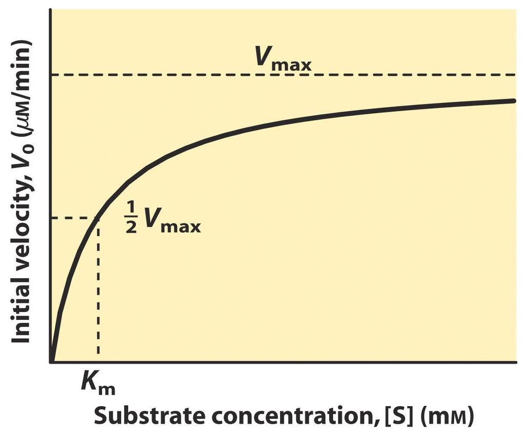 Κινητική ενζύμων E+S E+S k1 k-1 k1 k-1 ES ES k2 k-2 k2 E+P Επίδραση συγκέντρωσης υποστρώματος και αρχική ταχύτητα της αντίδρασης σε ενζυμική αντίδραση E+P Michaelis-Menten kinetics
