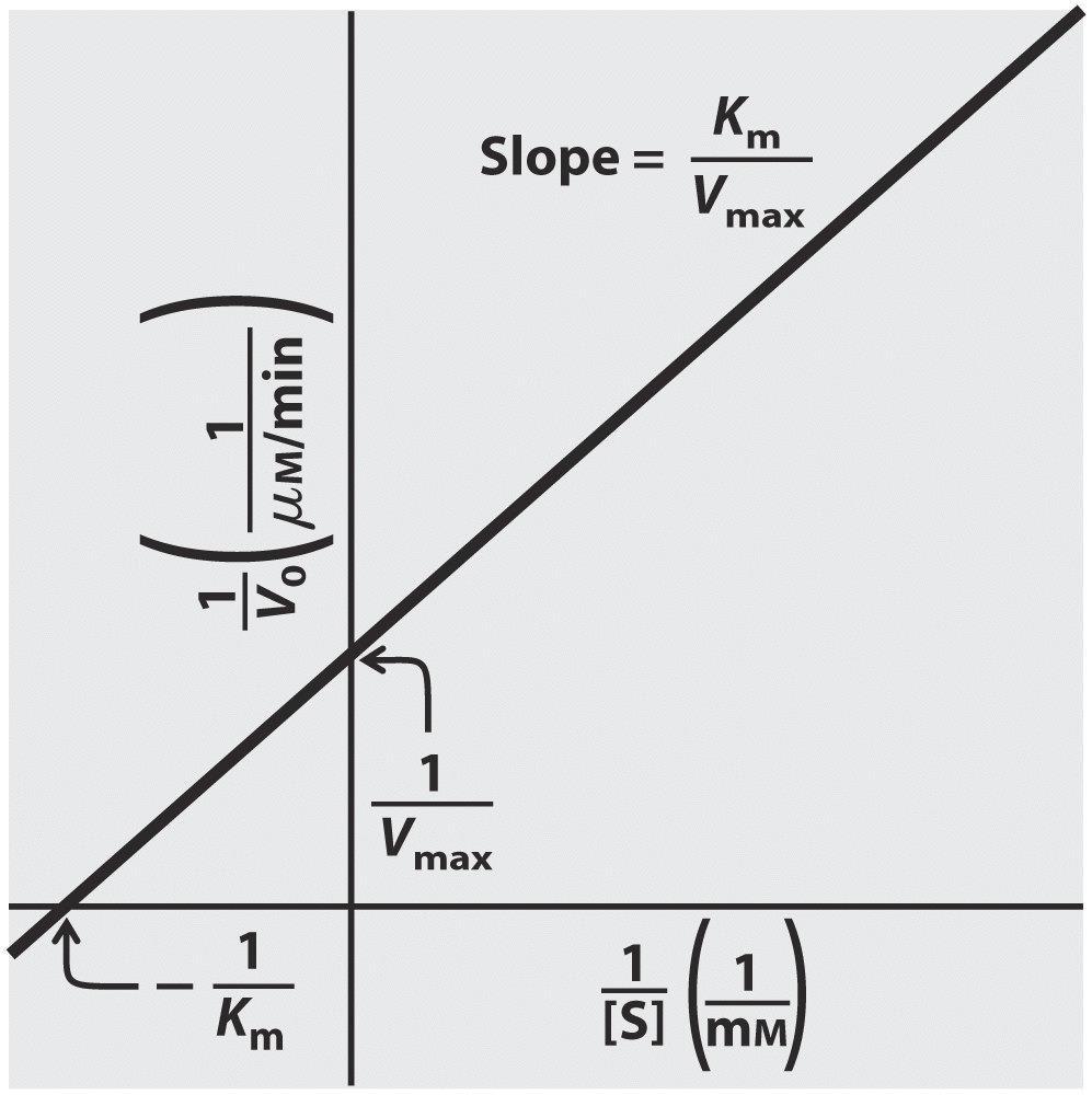 Διπλή ανάστροφη καμπύλη Lineweaver-Burk plot Vmax [S]