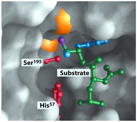 chain of the substrate is bound Three