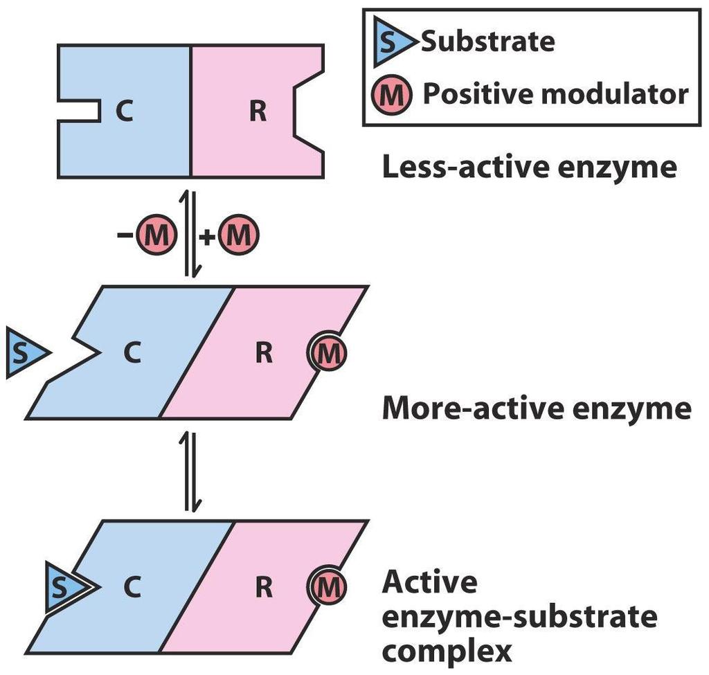 Ρυθμιστικά ένζυμα Τα αλλοστερικά ένζυμα υπόκεινται μεταβολές της τρισδιάστατης διαμόρφωσής τους σε απόκριση πρόσδεσης ενός ρυθμιστή