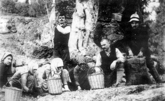 52 Ο θερισμός, το ξεβοτάνισμα, ο λαχανόκηπος και στη νεότερη εποχή η συλλογή των φύλλων του καπνού ήταν μέσα στις εργασίες που επωμίστηκε η αγρότισσα του νησιού όλα εκείνα τα χρόνια.