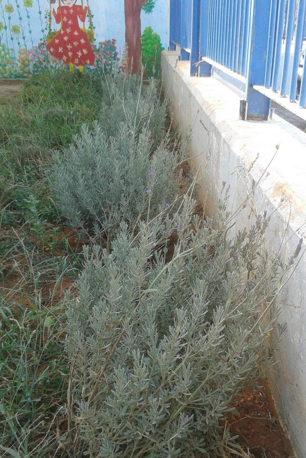 Εικόνα 24