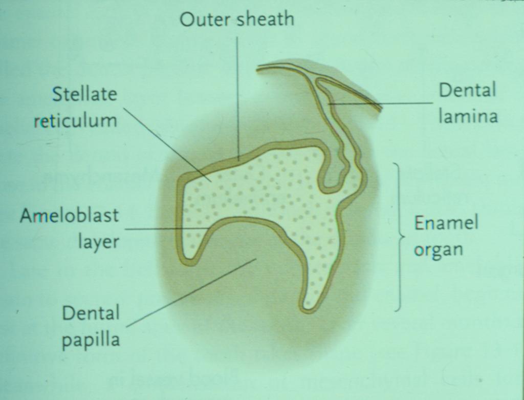 Οδοντική Εμβρυολογία. Ελένη Βασταρδή Επίκουρη Καθηγήτρια Ορθοδοντικής - PDF  Free Download