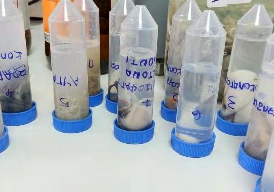 α/α ΔΙΑΛΥΜΑ ΔΙΑΡΚΕΙΑ ΣΤΑΔΙΟ 1 Αλκοόλη 70% 15 min 2 Αλκοόλη 70% 15 min 3 Αλκοόλη 95%