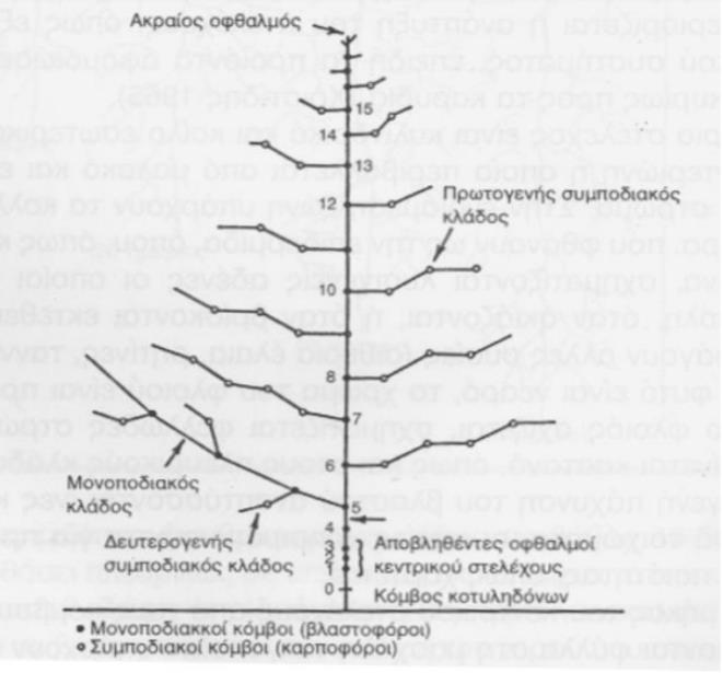 1.3.4. Βλαστός Το ύψος του βλαστού φτάνει, ανάλογα με την ποικιλία, τα 0,60-1,80m.