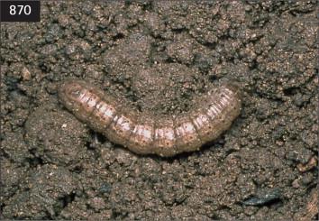 Εικόνα 1.8. Agrotis spp. 1.8.1.3. Κρεμμυδοφάγος Τάξη: Orthoptera Οικογ.: Gryllotalpidae Γένος: Grylotalpa Ο κρεμμυδοφάγος είναι πιο σπάνιος στις καλλιέργειες βαμβακιού.