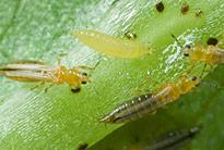 Εικόνα 1.11. Thrips spp 1.8.2.2. Αφίδες Τάξη: Hemiptera Προσβάλουν το φυτό στα φύλλα και στο στέλεχος.