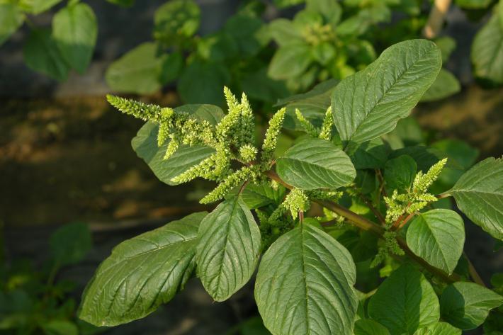 Εικόνα 1.18. Amaranthus Spp. 1.10.2.
