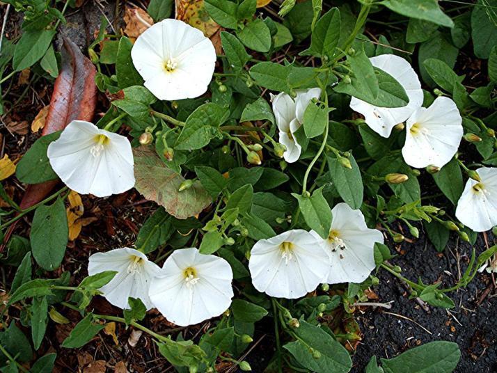 1.10.3. Περικοκλάδα (Convolvulus arvensis - Οικογένεια Convolvulaceae ) Η περικοκλάδα είναι από τα πιο δυσεξόντωτα ζιζάνια. Οι ρίζες μπορούν να φτάσουν σε βάθος 1,8m.